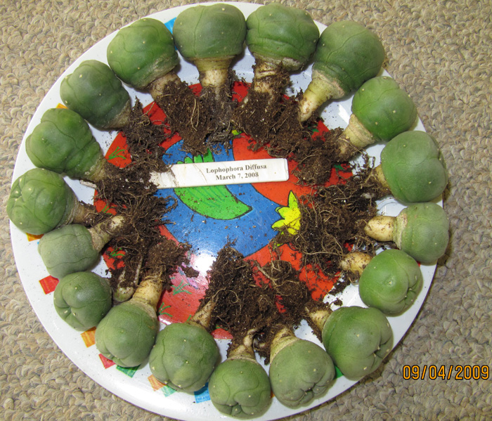 Lophophora Diffusa seedlings